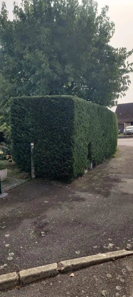 Taille d'une haie