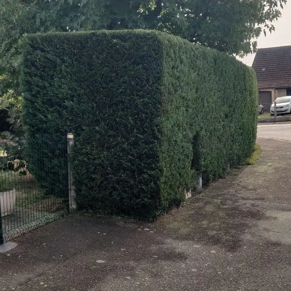 Taille d'une haie